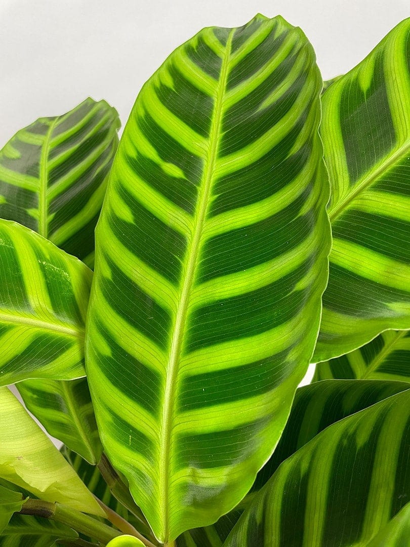 Calathea 'Zebrina' - Anchers Havecenter