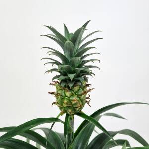Ananasplante - Comosus 'Mi Amigo'