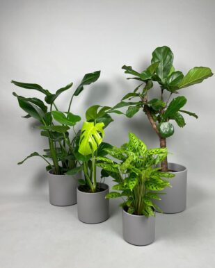 graa-skjuler-serie-planter