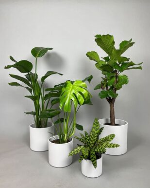hvid-skjuler-serie-planter