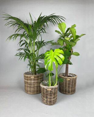 rattan-kurv-uh-mp