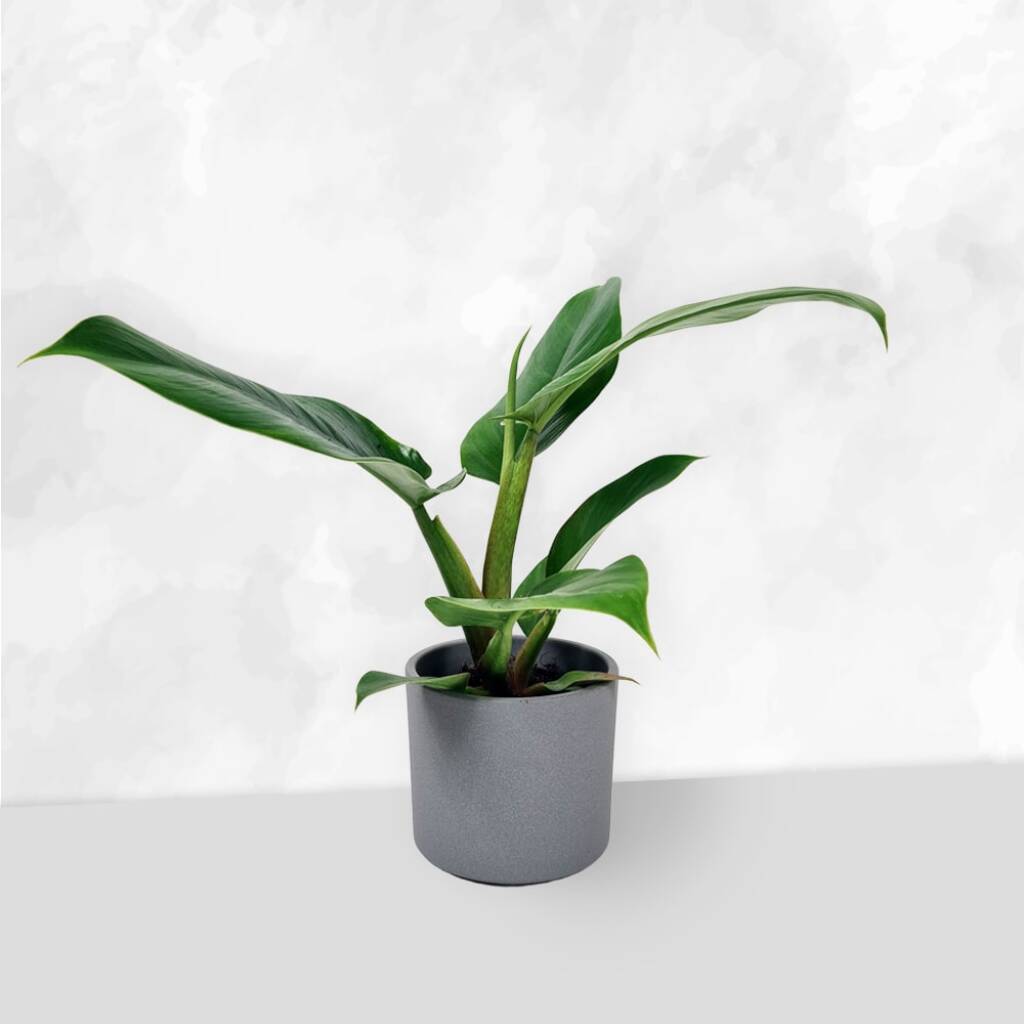 Philodendron - Imperial Green