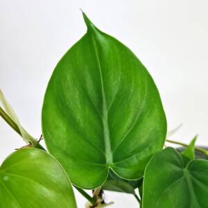 Hjertephilodendron - Philodendron Scandeus