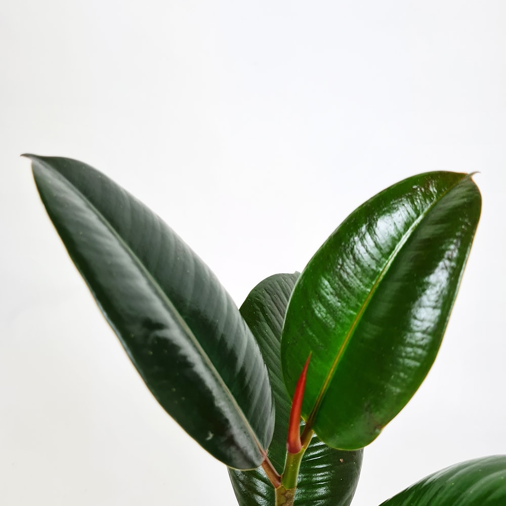Gummiplante - Ficus Elastica Robusta