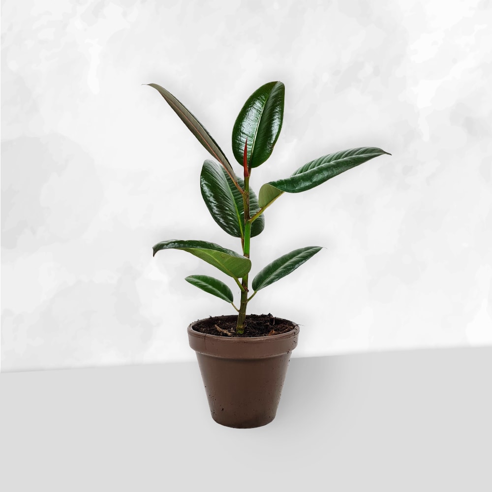 Gummiplante - Ficus Elastica Robusta