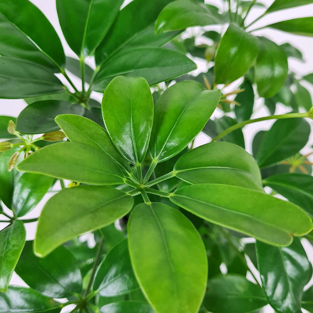 Paraplyplante - Schefflera Actinophylla
