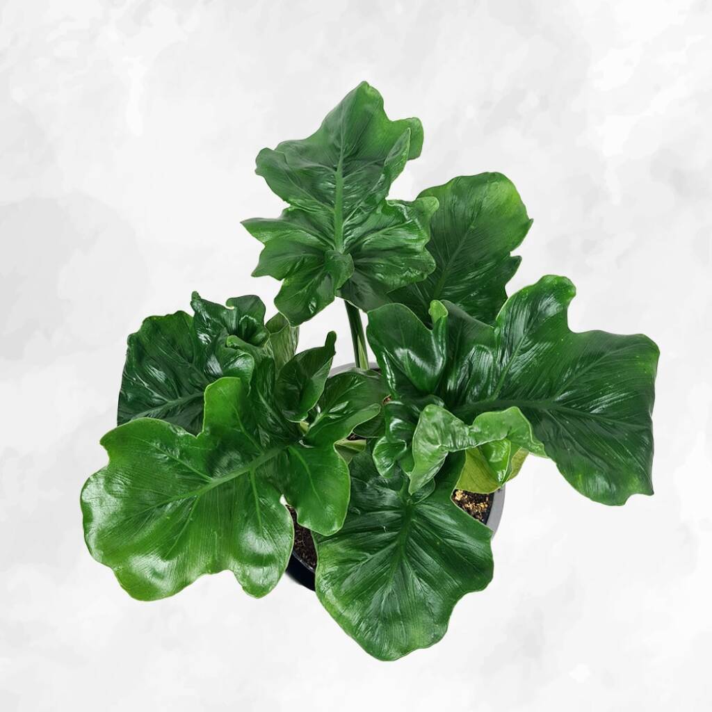 Philodendron - Atom