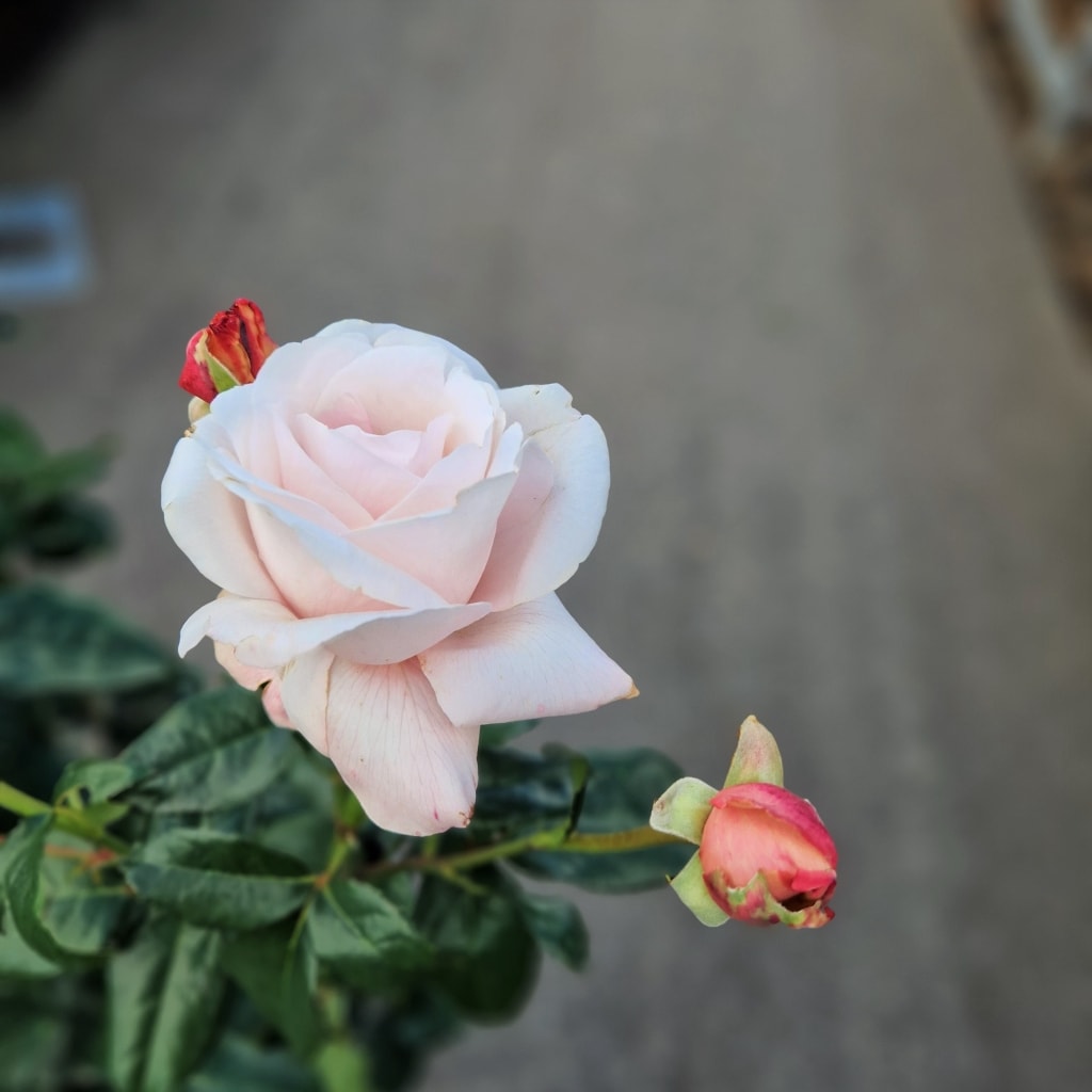 Blomsten på 'Royal Copenhagen' Rosen