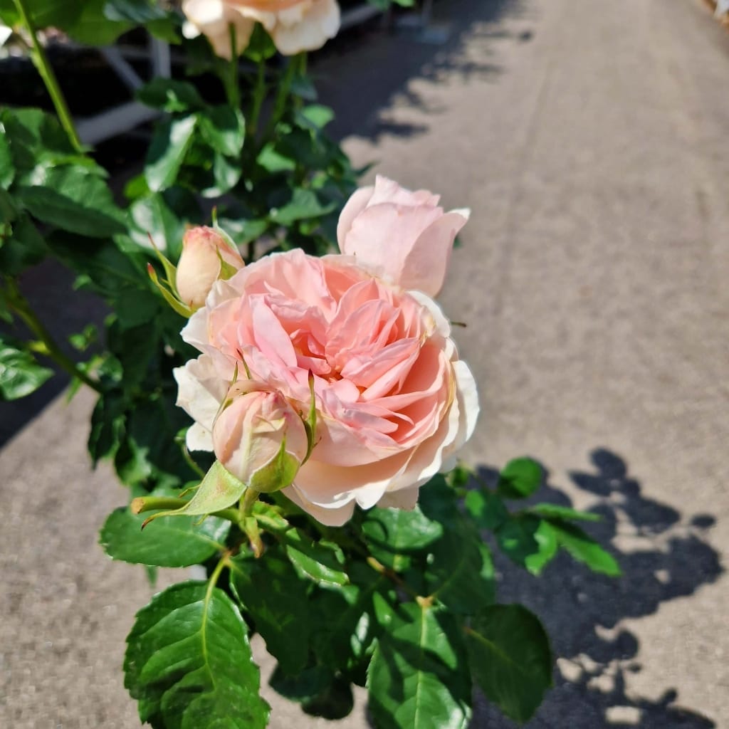 Blomsten på 'Anna Ancher' rosen