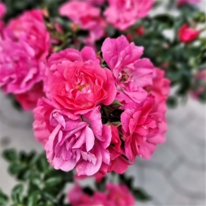 Blomsten på 'Heidetraum' rosen