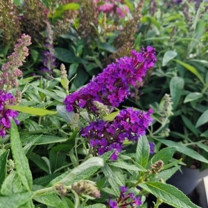 Blomsten på Butterfly Candy ' Little purple'