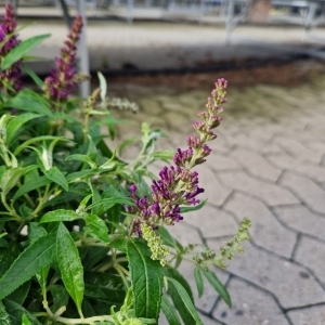Blomsterknopper på Butterfly Candy ' Little purple'