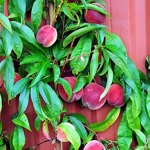 Ferskentræ 'Benedicte' - Prunus-persica 'Benedicte'