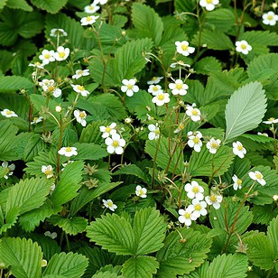 Skovjordbær | Fragaria vesca 'Småland'