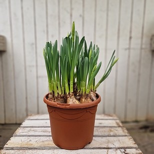 Påskelilje | Narcissus 'Carlton' - i en Ø23 cm potte.