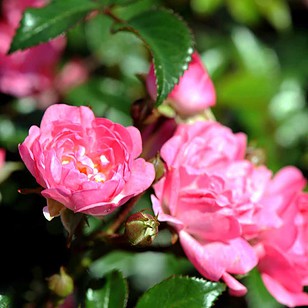 Rose 'Pink Fairy'