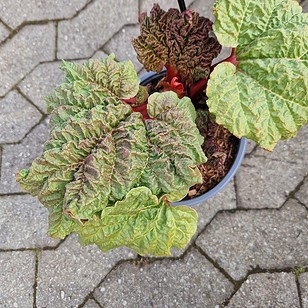 Rabarber | Rheum 'Livingstone'