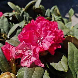 Rhododendron yak. 'Anuschka'