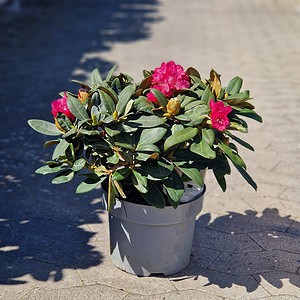Rhododendron yak. 'Anuschka'