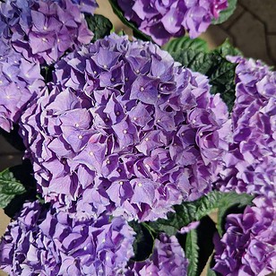 Stor hortensia - Hydrangea Macrophylla