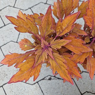 Paletblad | Coleus blumei-hybrider
