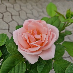 Rose 'Astrid Lindgren' | Buketrose
