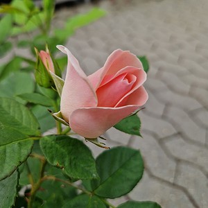 Rose 'Astrid Lindgren' | Buketrose