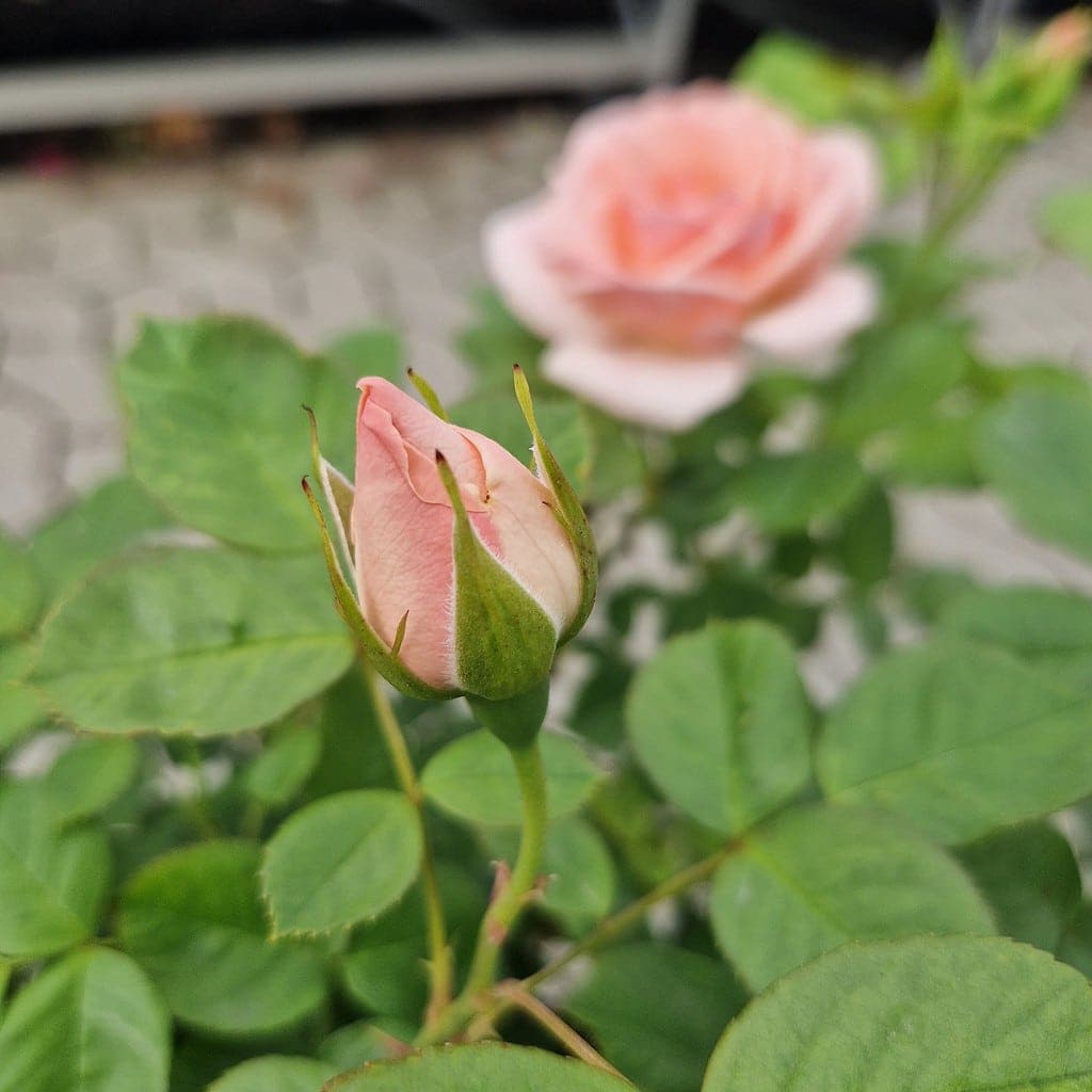 Rose 'Astrid Lindgren' | Buketrose