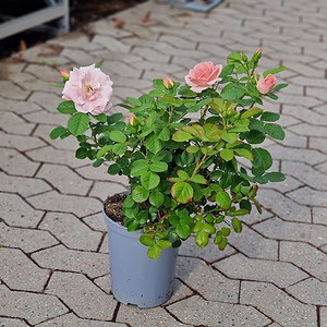 Rose 'Astrid Lindgren' | Buketrose