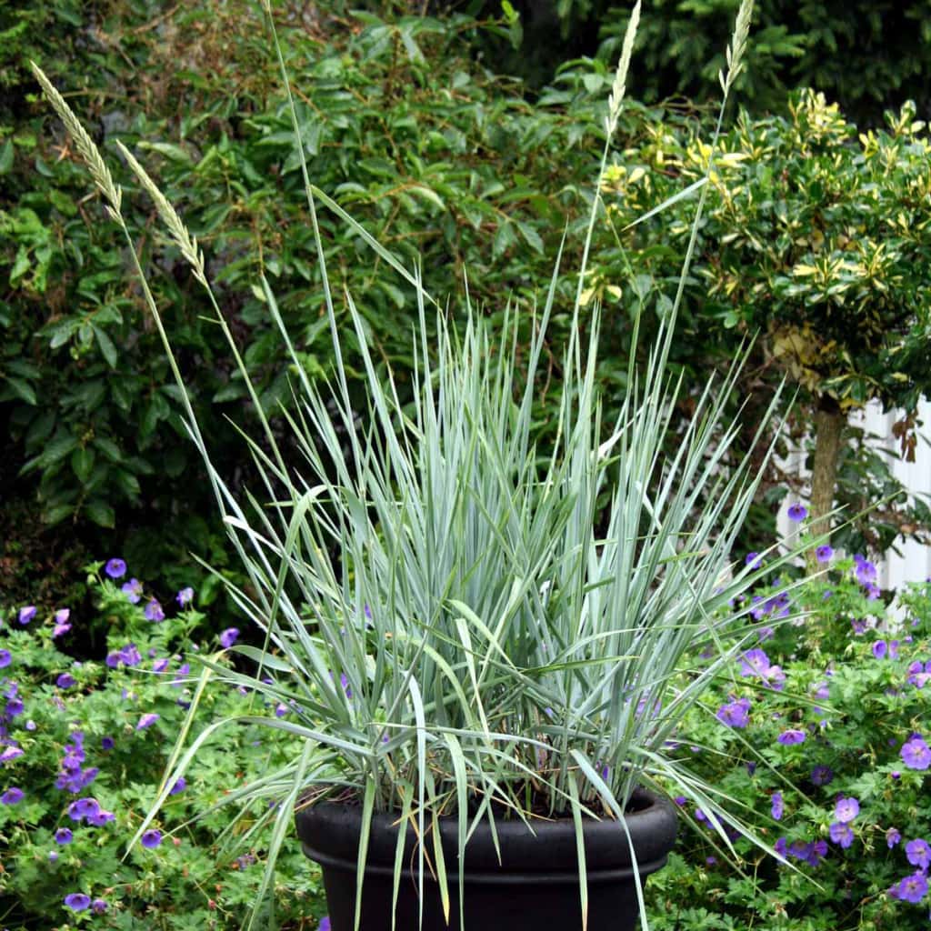 Marehalm | Leymus arenarius 'Blue Dune'