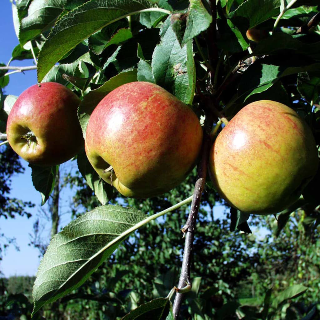 Æbletræ 'Elstar' | Malus Domestica 'Elstar'