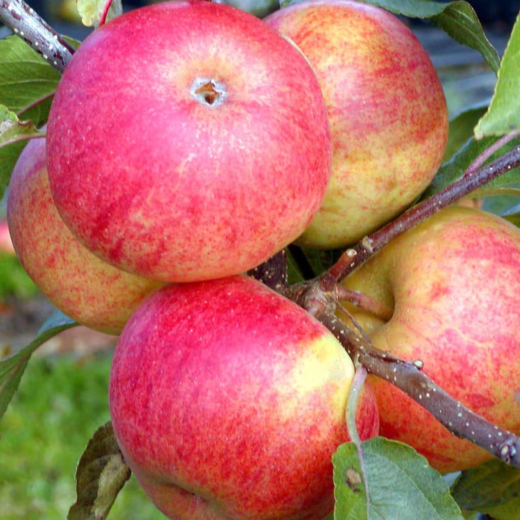 Æbletræ 'Elstar' | Malus Domestica 'Elstar'