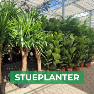 Stueplanter