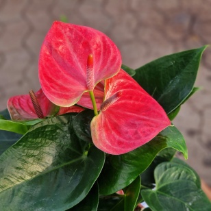 flamingoblomst