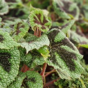 Begonia