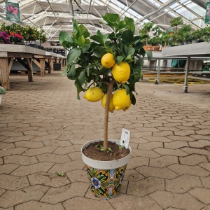 Citrontræ - Citrus Limon
