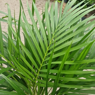 Guldpalme - Dypsis Lutescens
