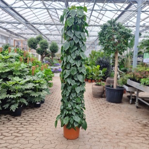 Hjertephilodendron - Philodendron Scandens