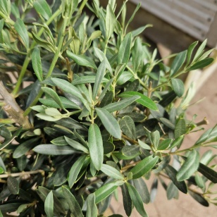 Oliventræ - Olea europaea