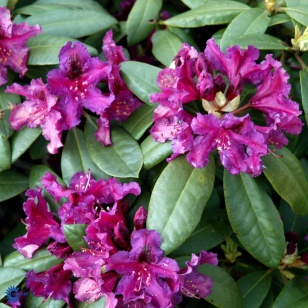Rhododendron Azurro