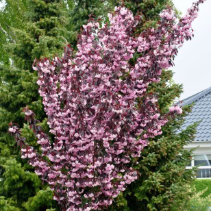 Japansk kirseb&aelig;r 'Royal Burgundy