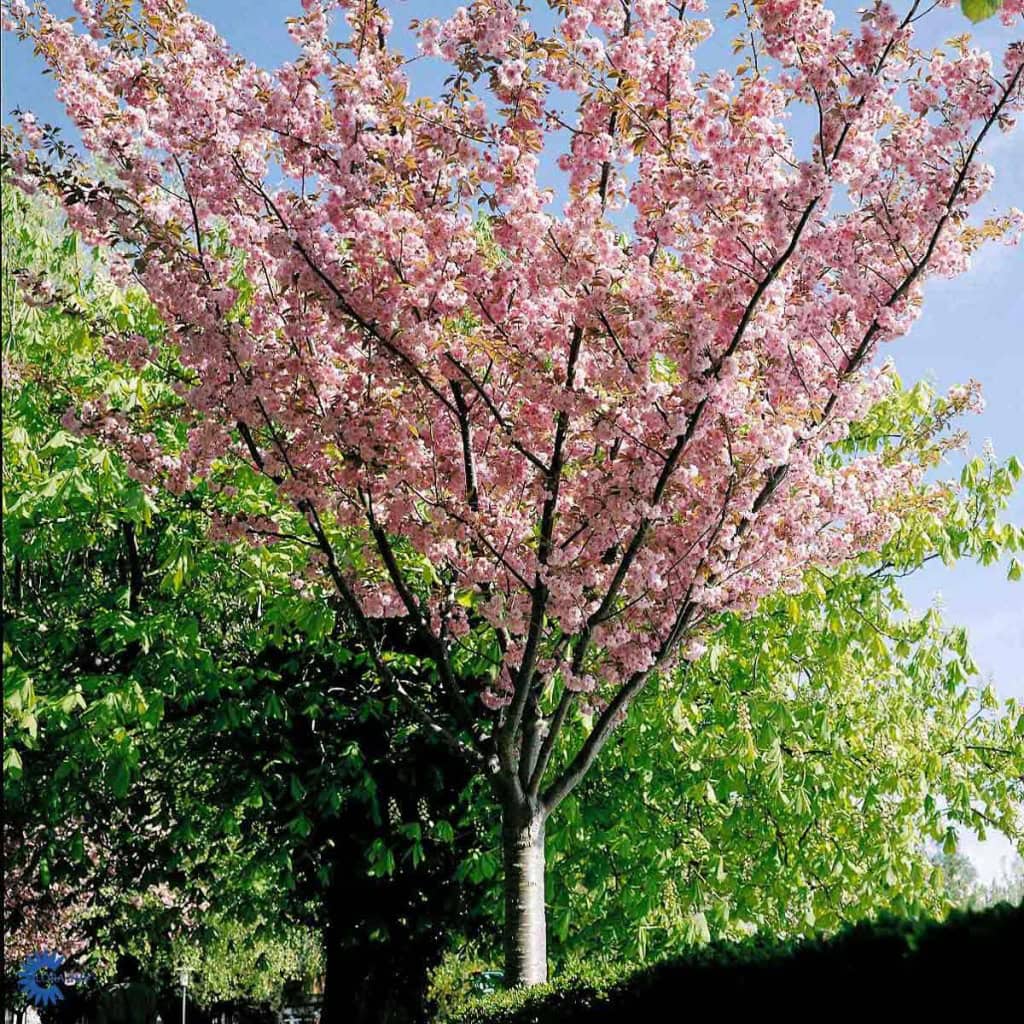 Kanzan
