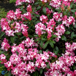 Rhododendron Hachmann's charmant'