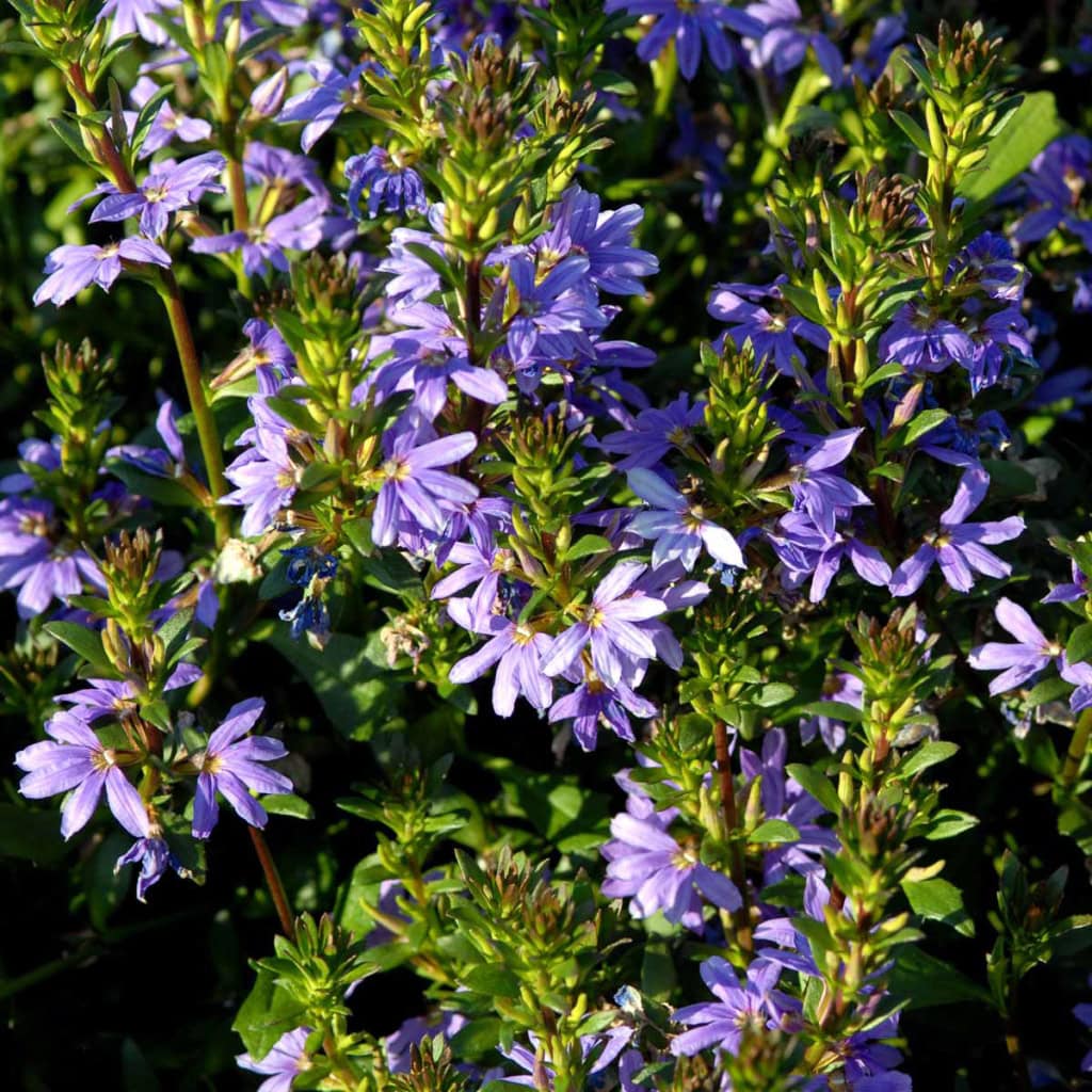 Fjerblomst scaevola
