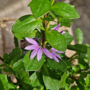 Fjerblomst scaevola