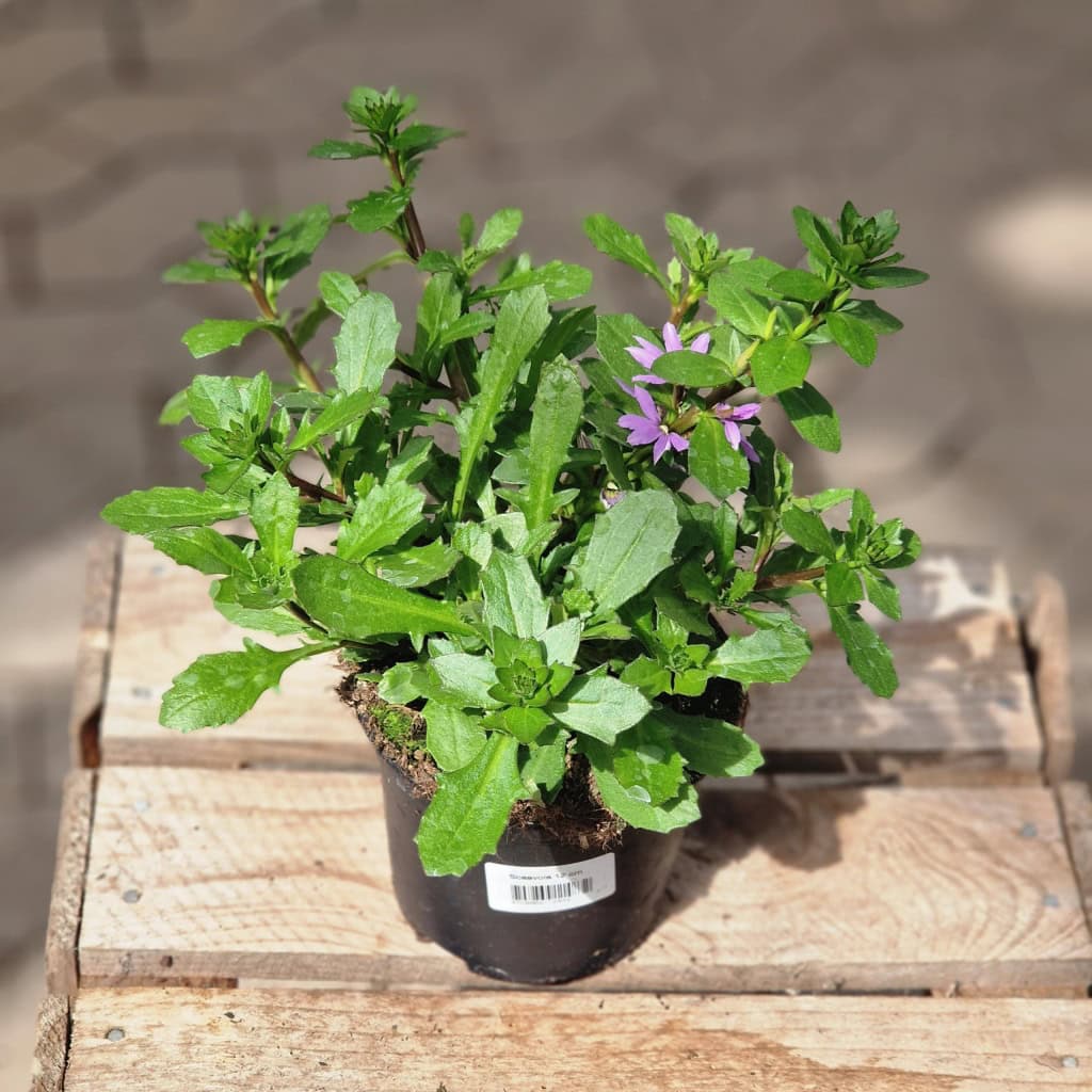 Fjerblomst scaevola