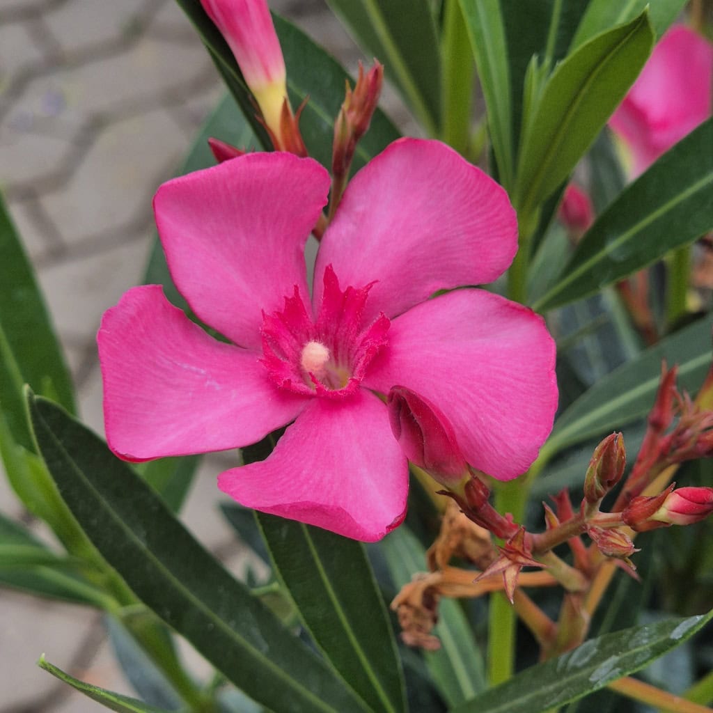 Nerie - Nerium oleander