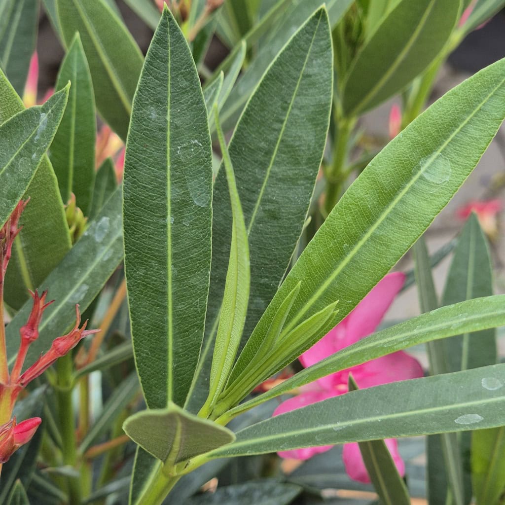 Nerie - Nerium oleander
