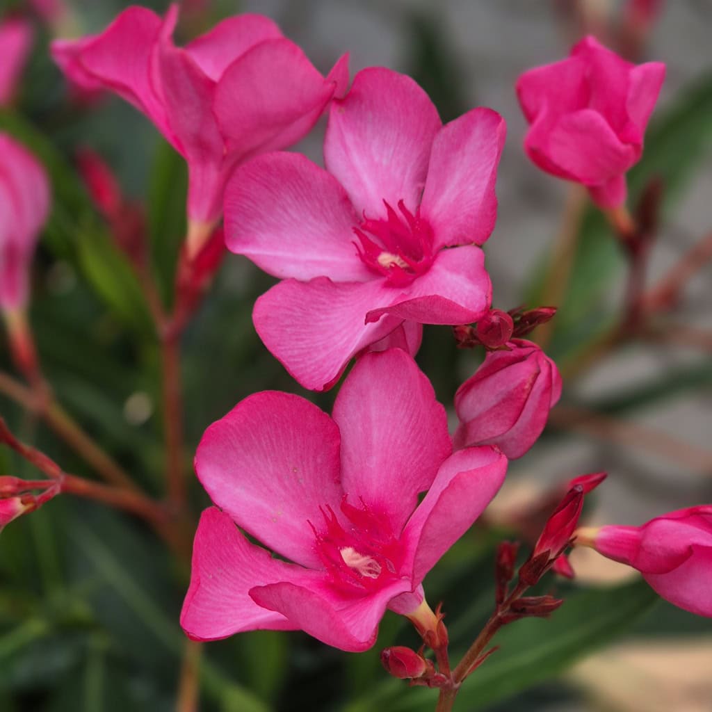 Nerie - Nerium oleander