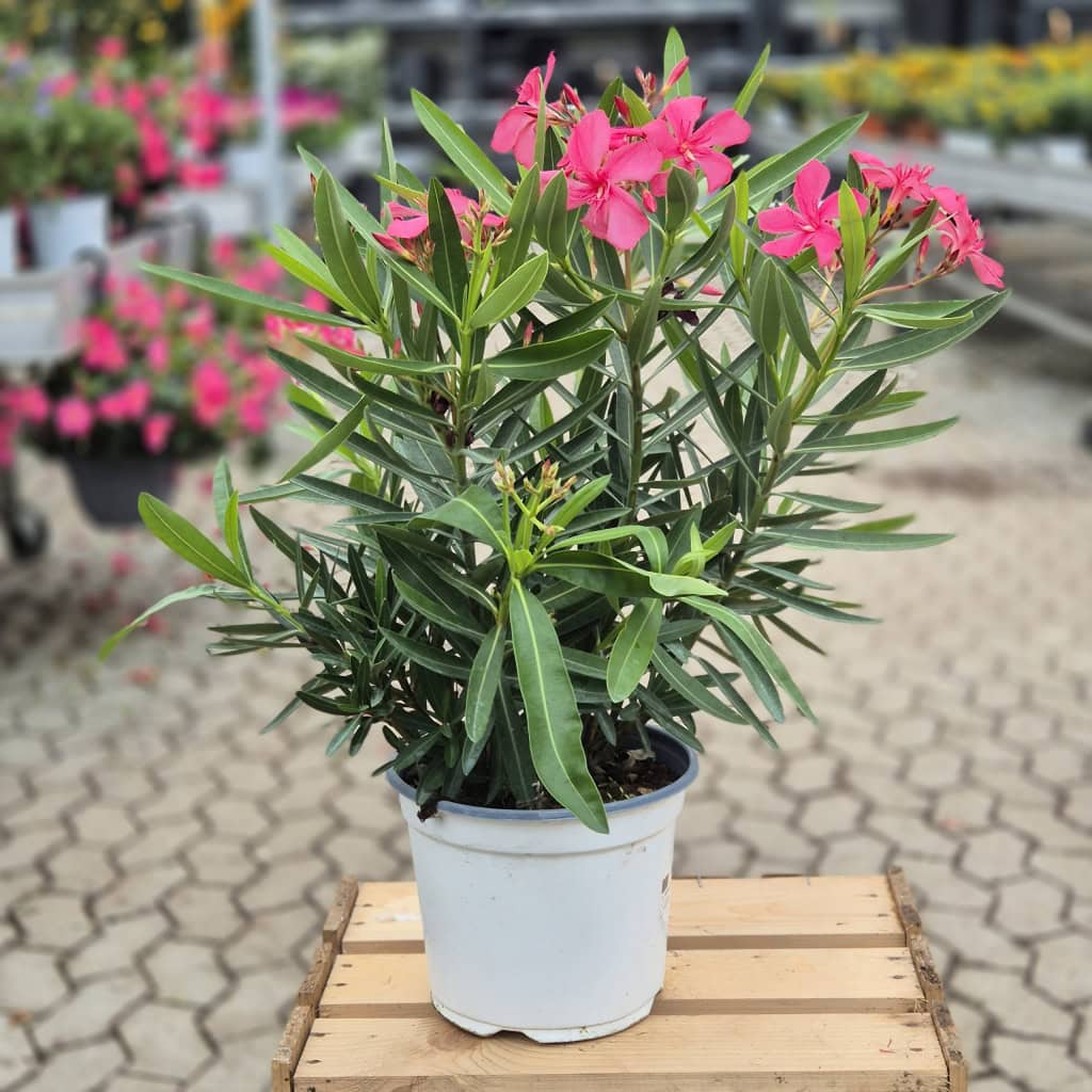 Nerium oleander